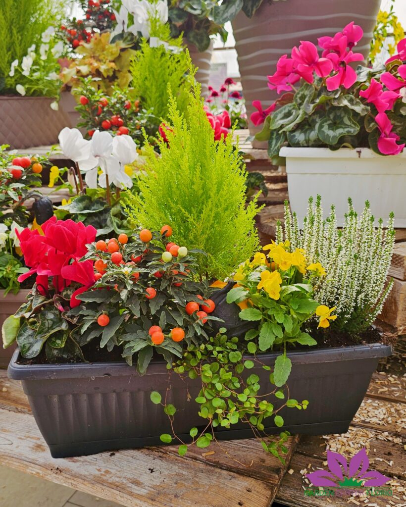 balconiere autunnali (2)