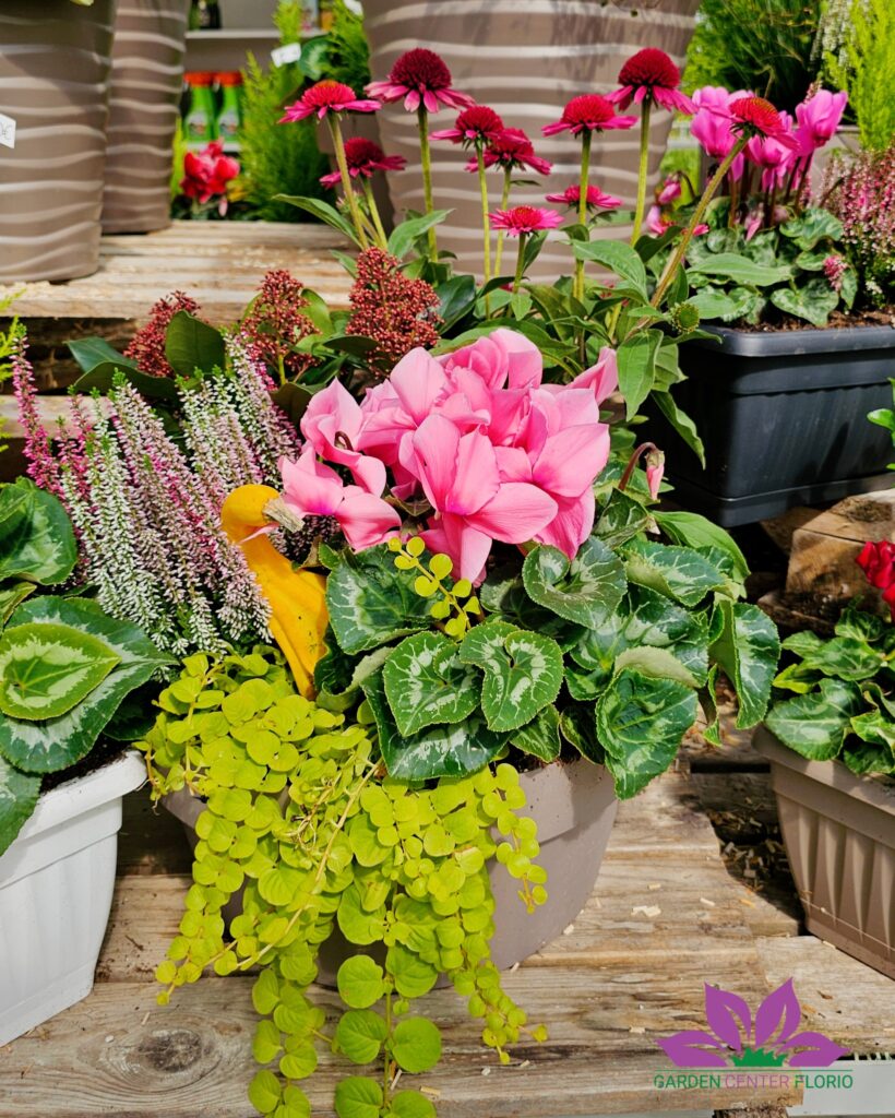 balconiere autunnali (4)